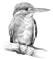 Martin-pêcheur dessin N&B Alamy_600pix